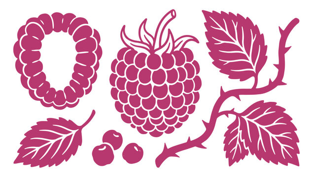 Raspberry fruit and leaves illustrations in pink color on white background