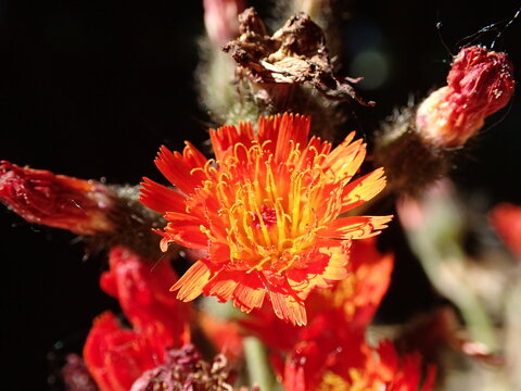Macro of orange hawkweed flower surrounded by a blurred background of spent flower heads in the afternoon sunshine