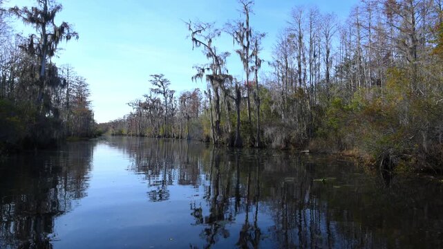 Okefenokee, Georgia. Swamp forest along a river inhabited by American alligators, bald cypresses and other tree species covered with epiphytic air plants.