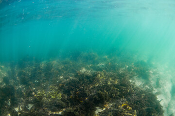 View of underwater seaweed reef in the ocean. © AlexandraDaryl