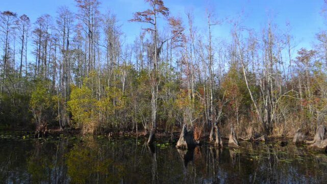 Okefenokee, Georgia. Swamp forest along a river inhabited by American alligators, bald cypresses and other tree species covered with epiphytic air plants.