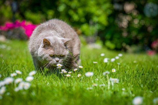 eine Britisch Kurzhaar Katze auf einer Wiese mit Blumen