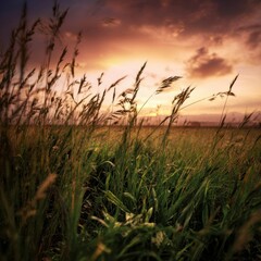 Fototapeta premium Golden Hour Sunset Over Lush Green Field with Tall Grasses.