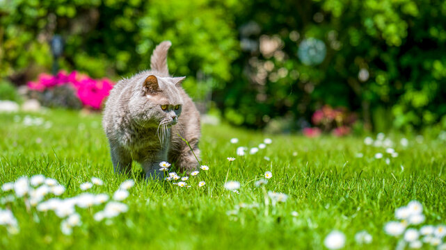eine Britisch Kurzhaar Katze auf einer Wiese mit Blumen