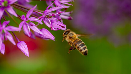 Bienen beim Nektar sammeln © jsr548