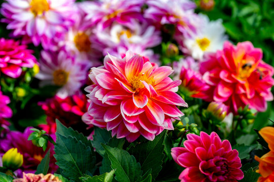 Dahlia is a genus of bushy, tuberous, herbaceous perennial plants native to Mexico and Central America. Dahlias are members of the Asteraceae family of dicotyledonous plants, its relatives include the