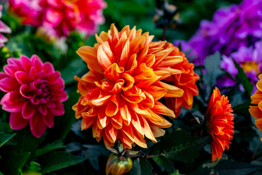 Dahlia is a genus of bushy, tuberous, herbaceous perennial plants native to Mexico and Central America. Dahlias are members of the Asteraceae family of dicotyledonous plants, its relatives include the