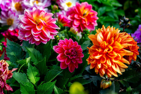 Dahlia is a genus of bushy, tuberous, herbaceous perennial plants native to Mexico and Central America. Dahlias are members of the Asteraceae family of dicotyledonous plants, its relatives include the