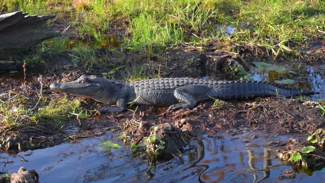 A large American alligator rests in a swamp along the bank of a small river, basking in the sun in the Okefenokee Swamp, Georgia