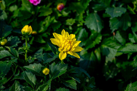 Dahlia is a genus of bushy, tuberous, herbaceous perennial plants native to Mexico and Central America. Dahlias are members of the Asteraceae family of dicotyledonous plants, its relatives include the