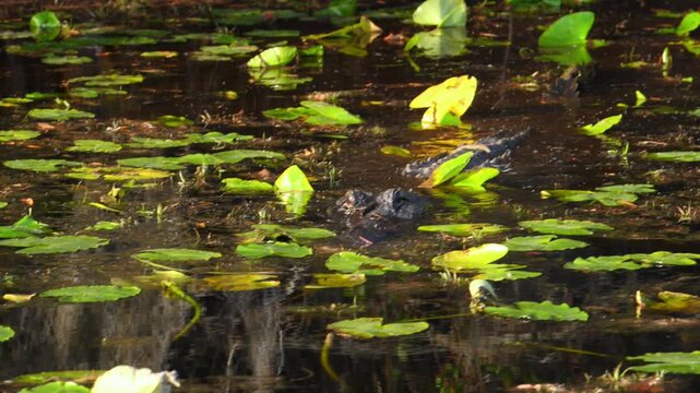 American alligator  swimming through aquatic vegetation and water lily (Nymphaea spp.) leaves toward a boat in the Okefenokee Swamp, Georgia