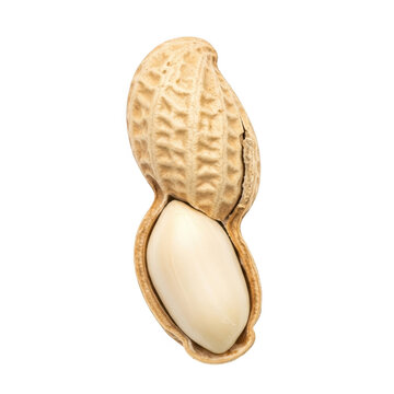 Open half walnut shell with nut inside