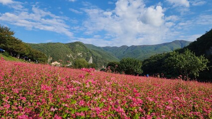 Obraz premium Scenic view of a vibrant pink buckwheat field under a beautiful blue sky with clouds
