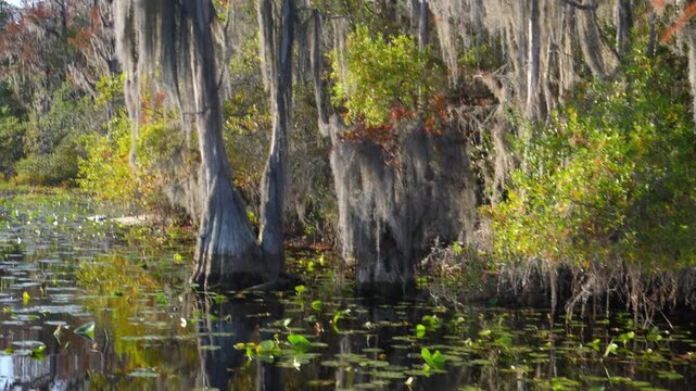 Georgia, Okefenokee. Bald cypress trees growing along a riverbank in a swamp, covered with epiphytic flowering plants of Spanish moss.