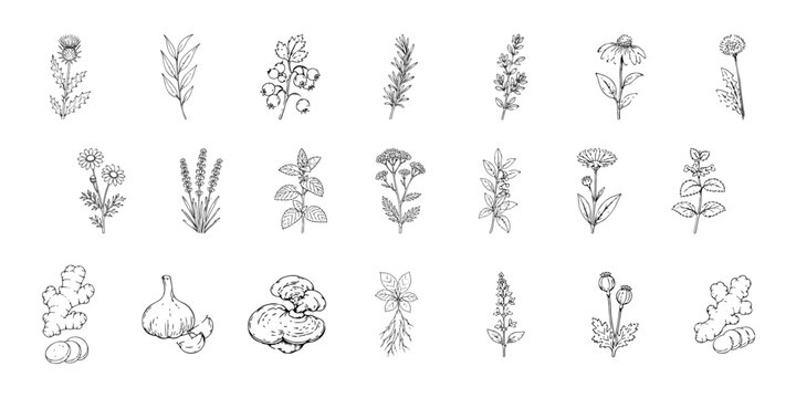 Medicinal Herbs and Natural Ingredients Collection Hand Drawn Botanical Line Art Set