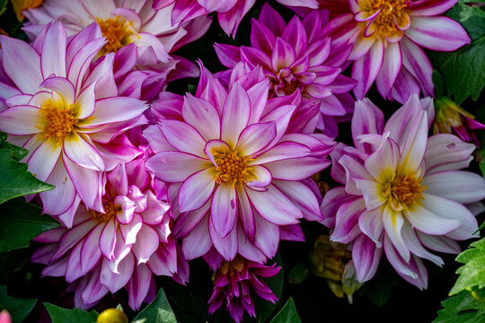 Dahlia is a genus of bushy, tuberous, herbaceous perennial plants native to Mexico and Central America. Dahlias are members of the Asteraceae family of dicotyledonous plants, its relatives include the