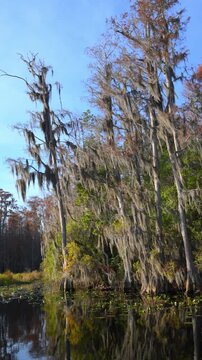 Georgia, Okefenokee. Bald cypress trees growing along a riverbank in a swamp, covered with epiphytic flowering plants of Spanish moss.