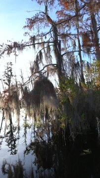 Georgia, Okefenokee. Bald cypress trees growing along a riverbank in a swamp, covered with epiphytic flowering plants of Spanish moss.