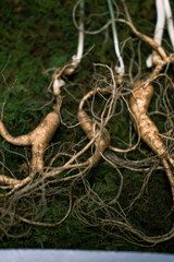 Fototapeta premium Rare wild Korean ginseng roots on green moss background.