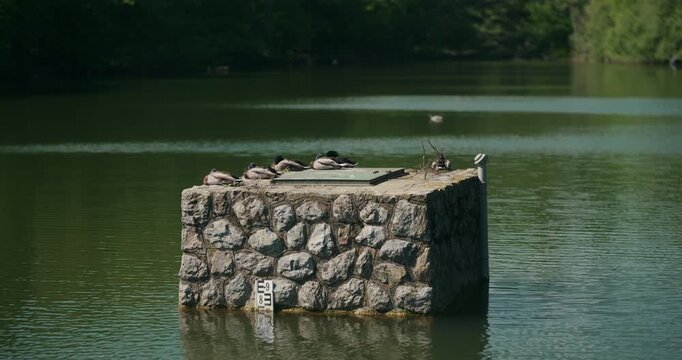 Ducks resting on a stone structure in the lake at Maksimir Park on a sunny day during Labor Day holiday.
