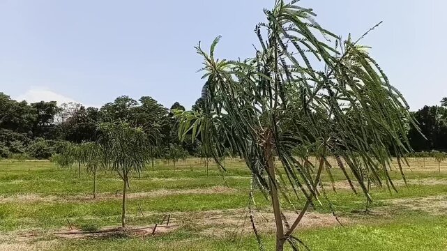 Static shot of an Indian Gooseberry (Nelli/Amla) agricultural cultivation with plants gently swaying in the breeze.