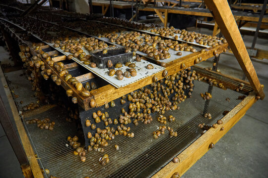 Edible snails breeding on wooden shelves at an indoor snail farm