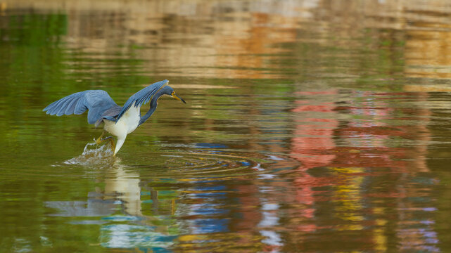 Yaboa (Black-crowned Night Heron) taking flight at Parque Col&oacute;n, Aguadilla, Puerto Rico