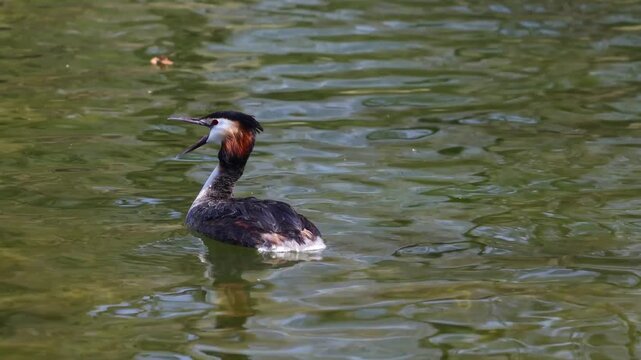 Great Crested Grebe, Podiceps cristatus with beautiful orange colors, a water bird with red eyes. It is the largest member of the grebe family found in the Old World.