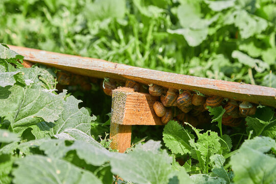 Many edible snails resting on a wooden board at an outdoor farm