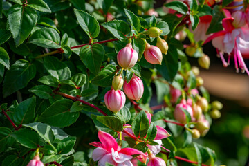 Fototapeta premium Fuchsia is a genus of flowering plants that consists mostly of shrubs or small trees. Almost 110 species of Fuchsia are recognized; the vast majority are native to South America, but a few occur north