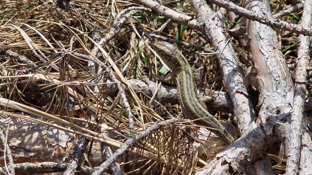 Lizard basks on fallen pine branches, close-up. Lizard with a characteristic pattern basks in the sun, sitting on a fallen pine branch. Wild lizard close-up in its natural habitat