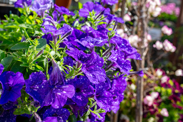 Obraz premium Petunia is a genus of 20 species of flowering plants of South American origin. The popular flower of the same name derived its epithet from the French, which took the word pétun, 'tobacco', from a Tup