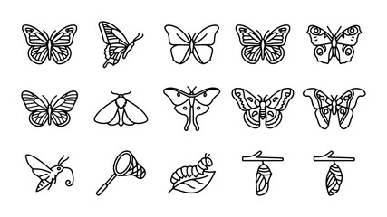 Butterfly and Moth Vector Icons Set: Insect Life Cycle Illustrations, Nature Graphics © Selim