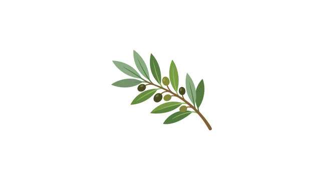 Olive branch with green and black olives and leaves on white background