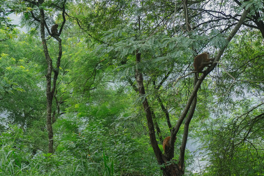small three monkey sitting in tree and looking for others in tropical jungly green island