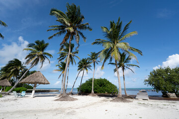 Fototapeta premium Palm trees on tropical beach in Xcalak Mexico