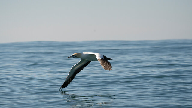 Cape gannet flying low above ocean during sardine run South Africa
