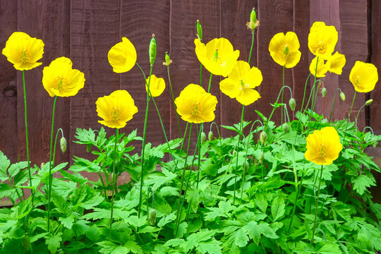 Yellow poppy flowers blooming in a garden by a wooden fence