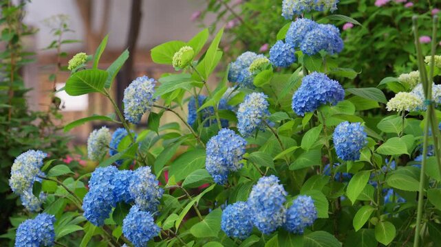 港の見える丘公園のアジサイ