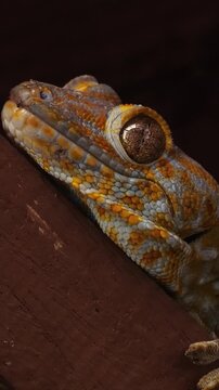 Tokay gecko resting on wooden surface. Extreme close-up of head showing detailed orange and blue scales and large eye. Vertical portrait shot with dark background.
