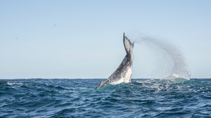 Naklejka premium Humpback whale tail emerging above ocean after tail slap South Africa
