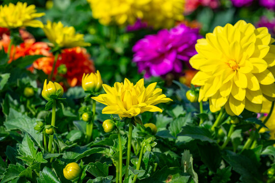 Dahlia is a genus of bushy, tuberous, herbaceous perennial plants native to Mexico and Central America. Dahlias are members of the Asteraceae family of dicotyledonous plants, its relatives include the