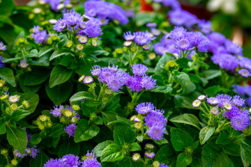 Fototapeta premium Ageratum houstonianum, commonly known as flossflower, bluemink, goatweed, blueweed, pussy foot or Mexican paintbrush, is a cool-season annual plant often grown as bedding in gardens. Ageratum conyzoid
