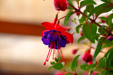 Fototapeta premium Fuchsia is a genus of flowering plants that consists mostly of shrubs or small trees. Almost 110 species of Fuchsia are recognized; the vast majority are native to South America, but a few occur north