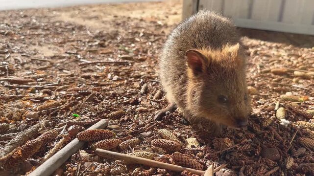 Friendly quokka resting on Rottnest Island showcasing iconic Australian wildlife on sunny day