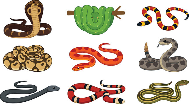 Snake species vector collection featuring cobra, python, coral snake, viper and colorful reptile wildlife illustrations in flat style