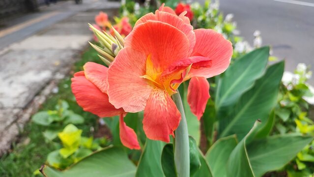 Beautiful view of Canna indica plant