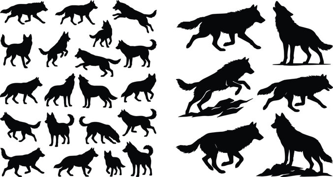 Large collection of black wolf silhouettes featuring running jumping howling and standing wild predators isolated on white background