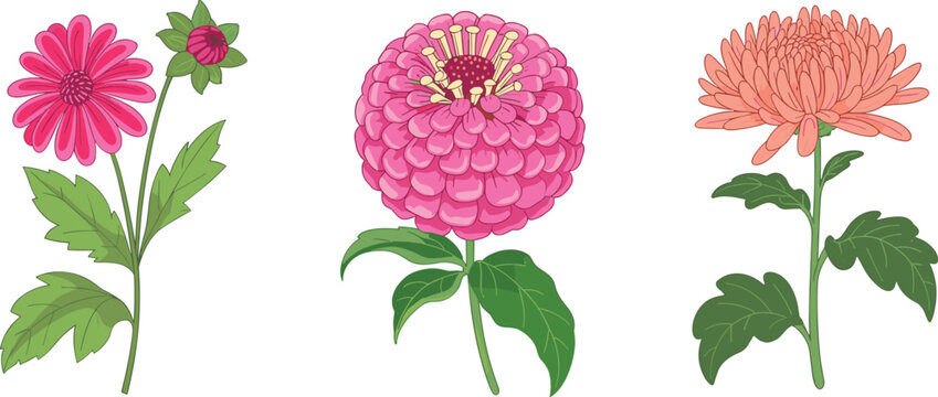 Beautiful hand drawn vector illustration of pink zinnia dahlia and chrysanthemum flowers isolated on white background