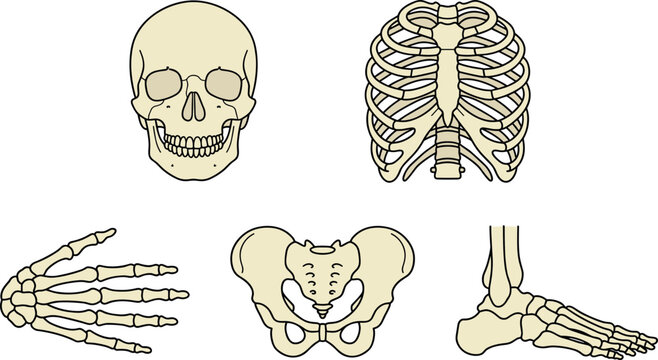 Human Skeleton Anatomy Parts Icon Set Featuring Cranium Skull Ribcage Sternum Hand Phalanges Pelvis Hip Bone and Foot Bones Vector Illustration